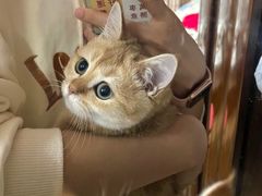 -东方名猫馆·英短金渐层布偶猫舍(环线广场1号楼店)