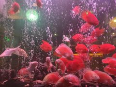 -老鸭集(金沙龙湖天街店)