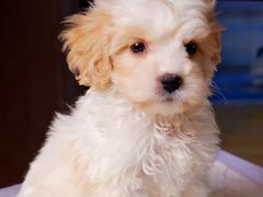 -翊宠yipet猫狗购宠庄园犬舍•猫舍