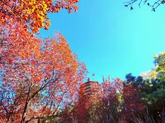 -玲珑塔公园
