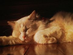 -蓝鲸·缅因猫舍