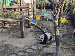 -西霞口神雕山野生动物世界