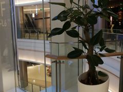 -许小树(国贸商城店)