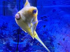 -芜湖新华联大白鲸海洋公园