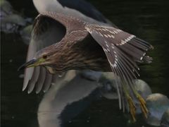 -重庆彩云湖湿地公园