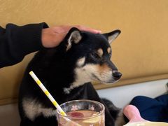 -柴の食堂·日式家庭料理·熊之肆(大学路店)
