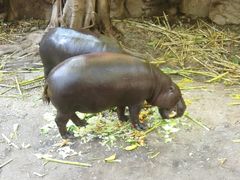 -清迈夜间动物园