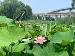 -荷塘月色湿地公园·向阳花洲
