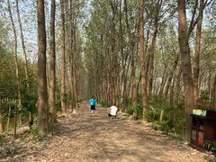 -合肥滨湖国家森林公园