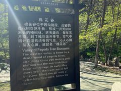 -金龙寺国家森林公园