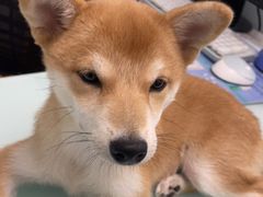 -宠福鑫康馨动物医院·骨科·眼科