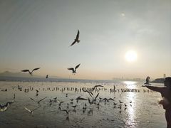 -深圳湾公园(南山区)