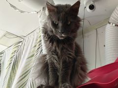 -平行世界·猫咖(首经贸店)