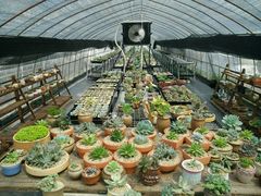 android_upload_pic-南农多肉大棚