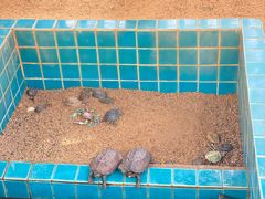 -三亚海棠湾万丽度假酒店