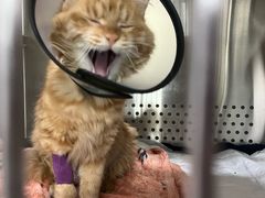 -艾贝尔宠物医院·24H转诊中心·肿瘤猫专科(江宁双龙店)