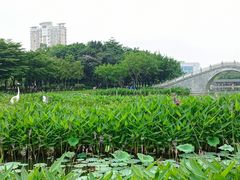 -映月湖公园