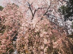 -西安青龙寺遗址景区