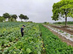 -上海都市菜园