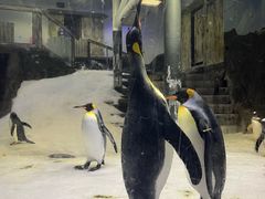 -悉尼海洋生物水族馆