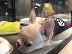 -宠物世家(仲盛世界商城店)