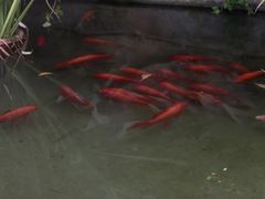 -耕渔小院·湖南鱼鲜(望城店)