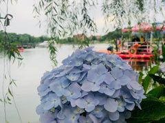 -大塘金香草谷