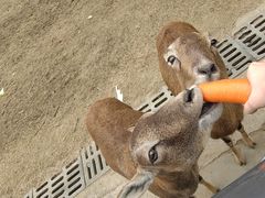 -常州淹城野生动物世界