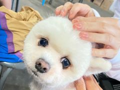 -五七小李子油焖大虾(总店)