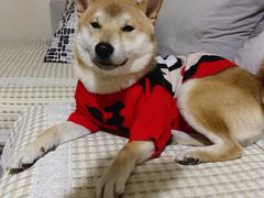 -萌兽医馆·绝育·24小时内科·宠物医院(德胜店)