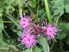 -白草畔自然风景区