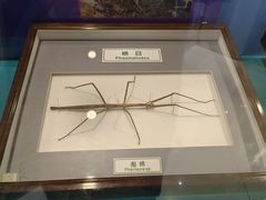 -上海昆虫博物馆