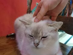 -猫色咖啡·猫咖