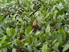 -敬亭山风景名胜区