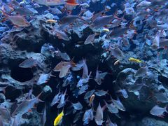 -成都浩海立方海洋公园