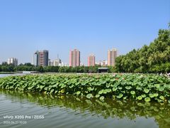 -莲花池公园