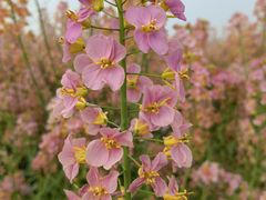 -中国天府农业博览园