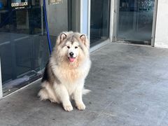 -加伍磅精英训练中心