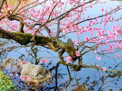 -杭州植物园