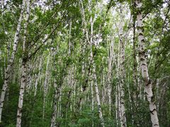 -御道口草原森林风景区