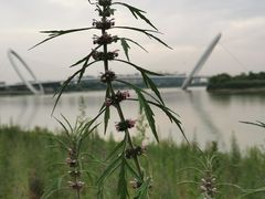 -南京眼步行桥