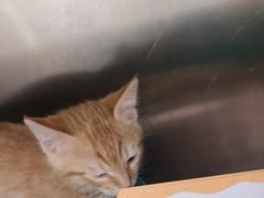 -瑞派康怡24h宠物医院·犬猫医疗中心·微创绝育(瑞景分院)