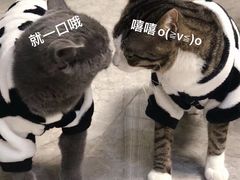 -lincat·猫舍(广州店)