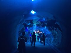 -迪拜水族馆及水下动物园