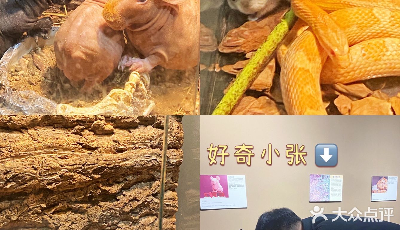 杭州探店｜打卡宝藏撸宠乐园！
