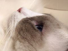 -李小姐の猫咖啡馆(五角场店)