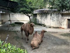 -成都动物园