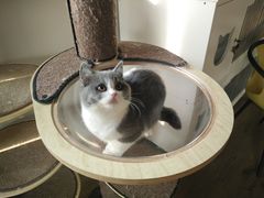 -东方名猫馆·英短金渐层布偶猫舍(环线广场1号楼店)