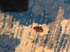 -JOYA湾悦国际酒店(世界之窗店)