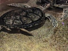 -大连圣亚海洋世界